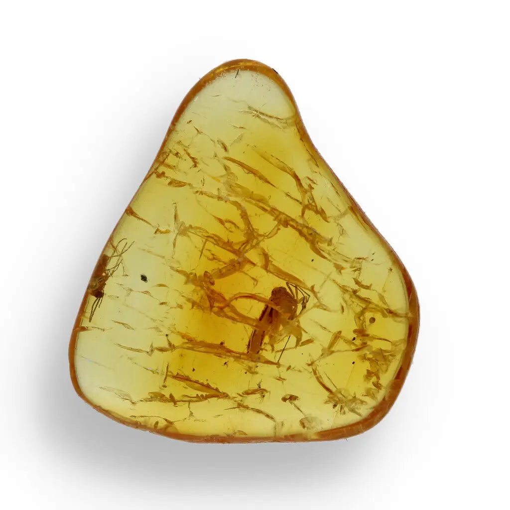 Get your Authentic Baltic Amber - Eocene Insect Encased online now or in store at Forever Gems in Franschhoek, South Africa