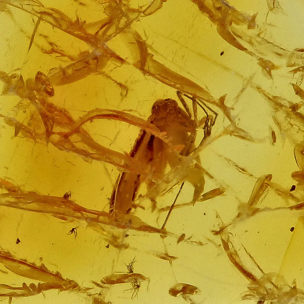 Get your Authentic Baltic Amber - Eocene Insect Encased online now or in store at Forever Gems in Franschhoek, South Africa