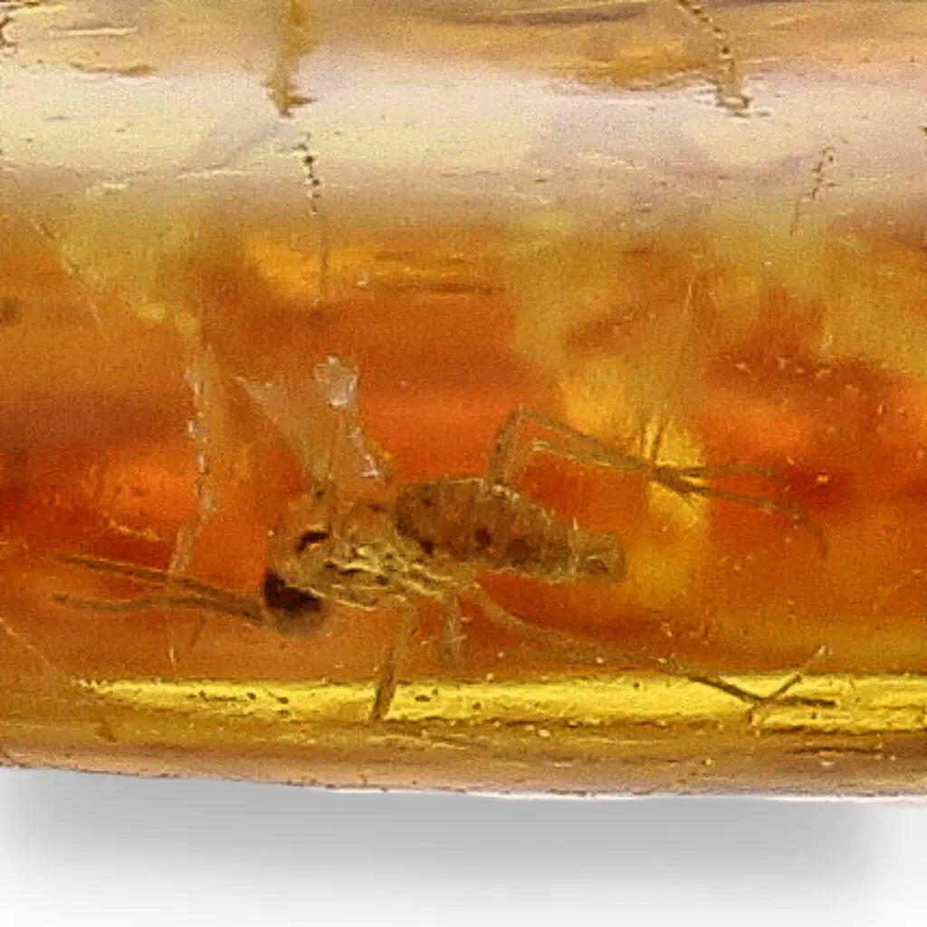 Get your Authentic Baltic Amber - Eocene Insect Encased online now or in store at Forever Gems in Franschhoek, South Africa