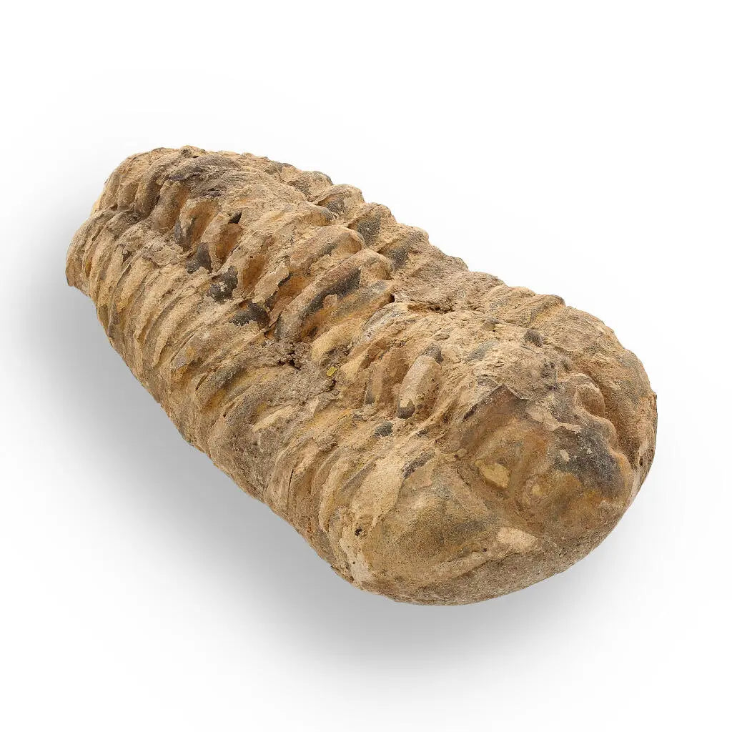 Buy your Calymene Trilobite Fossil – Ancient Life Captured in Rock online now or in store at Forever Gems in Franschhoek, South Africa
