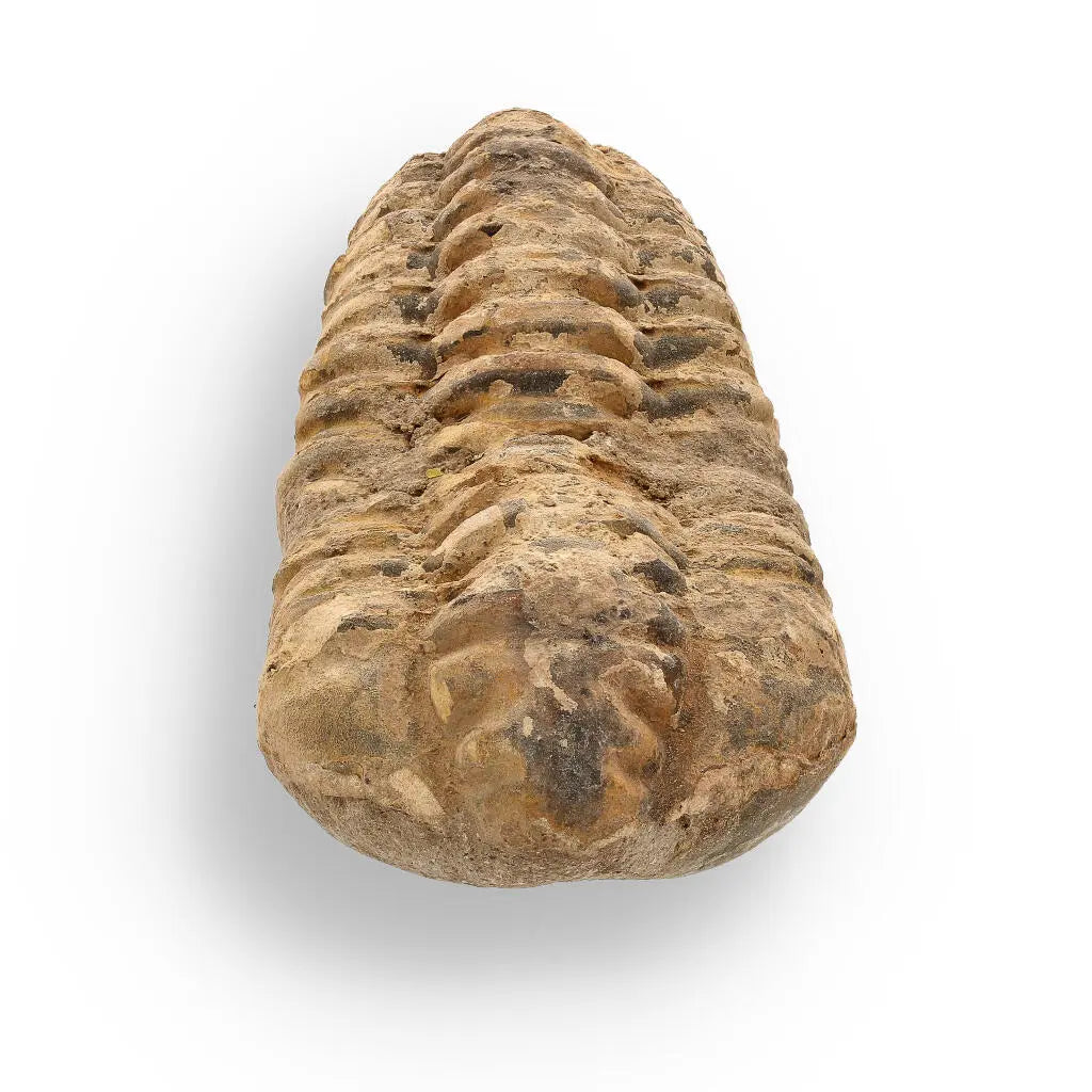 Buy your Calymene Trilobite Fossil – Ancient Life Captured in Rock online now or in store at Forever Gems in Franschhoek, South Africa