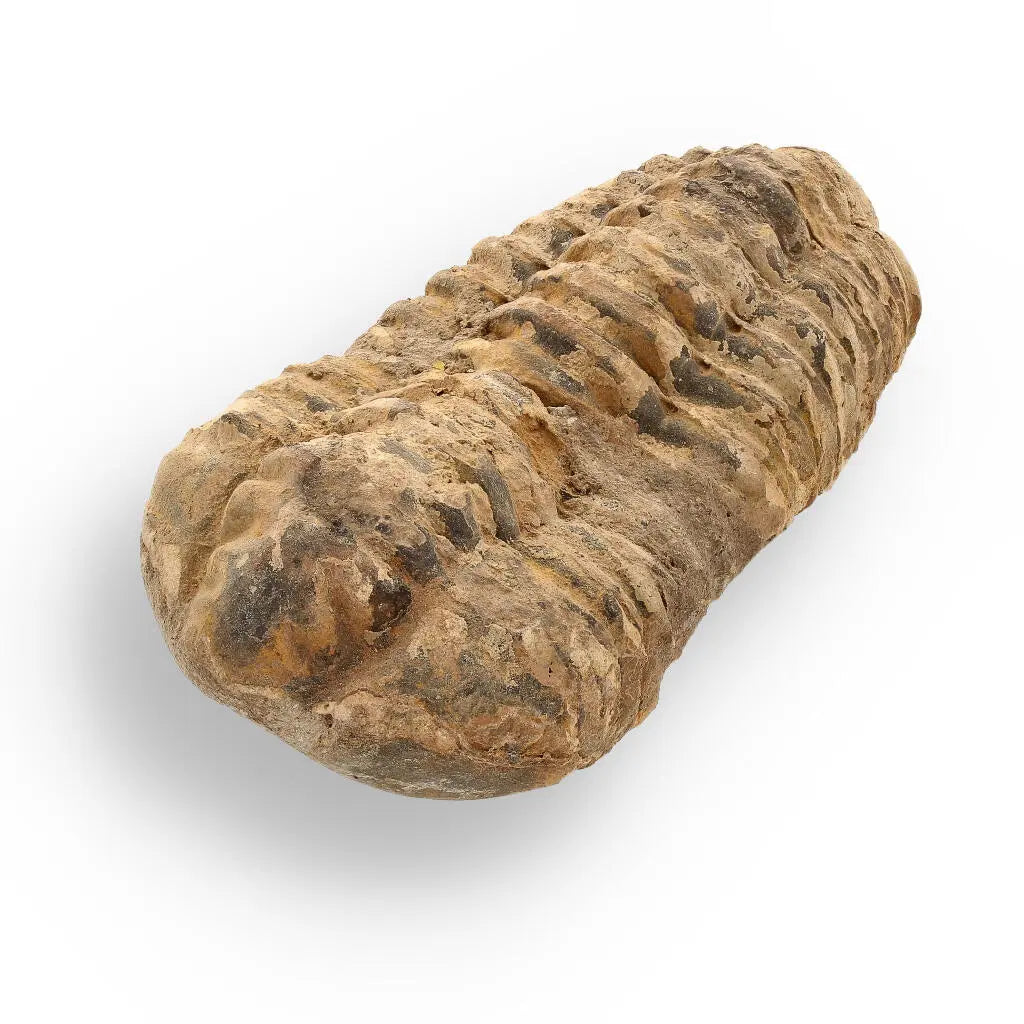 Buy your Calymene Trilobite Fossil – Ancient Life Captured in Rock online now or in store at Forever Gems in Franschhoek, South Africa