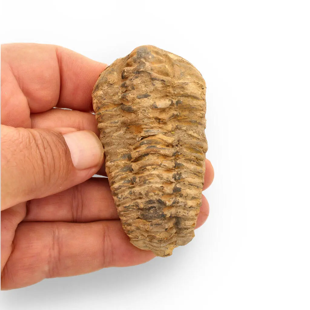 Buy your Calymene Trilobite Fossil – Ancient Life Captured in Rock online now or in store at Forever Gems in Franschhoek, South Africa