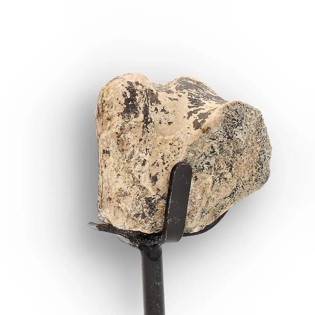 Get your Megacerops (Brontotherium) Fossil Bone – Eocene Titanothere online now or in store at Forever Gems in Franschhoek, South Africa