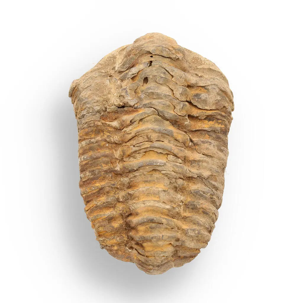 Buy your Calymene Trilobite Fossil – Unique Artifact from Morocco online now or in store at Forever Gems in Franschhoek, South Africa