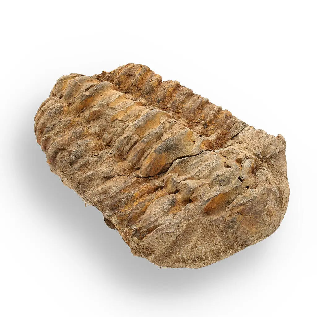 Buy your Calymene Trilobite Fossil – Unique Artifact from Morocco online now or in store at Forever Gems in Franschhoek, South Africa