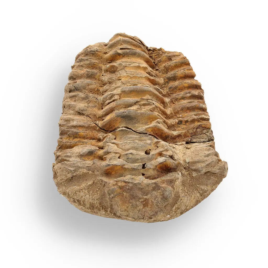 Buy your Calymene Trilobite Fossil – Unique Artifact from Morocco online now or in store at Forever Gems in Franschhoek, South Africa