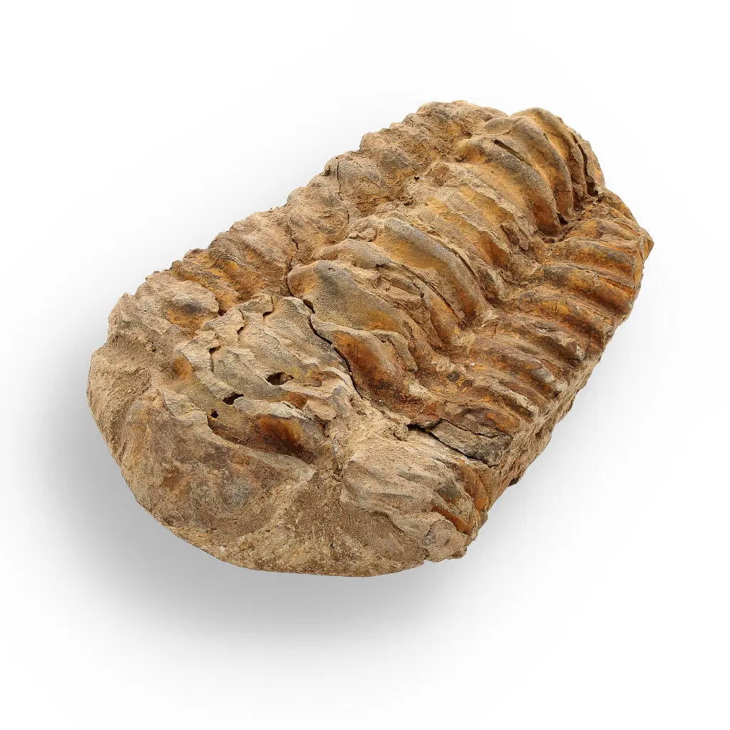 Buy your Calymene Trilobite Fossil – Unique Artifact from Morocco online now or in store at Forever Gems in Franschhoek, South Africa