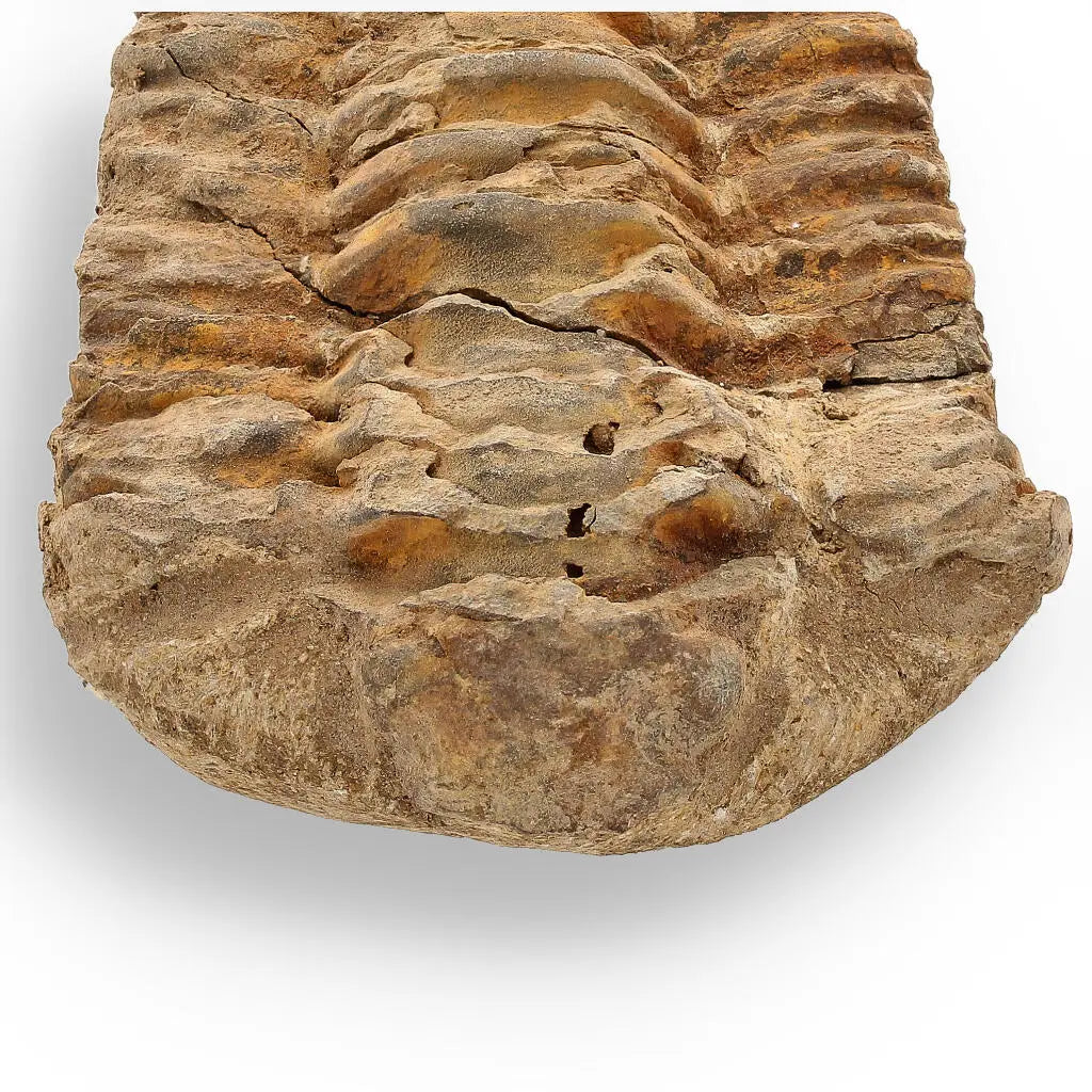 Buy your Calymene Trilobite Fossil – Unique Artifact from Morocco online now or in store at Forever Gems in Franschhoek, South Africa