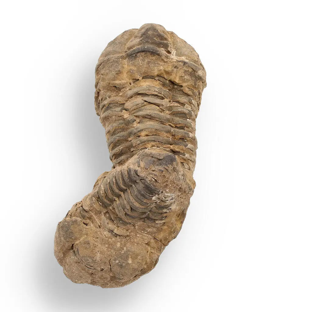 Buy your Calymene Trilobite Fossil – Fossilized Wonders from the Devonian online now or in store at Forever Gems in Franschhoek, South Africa