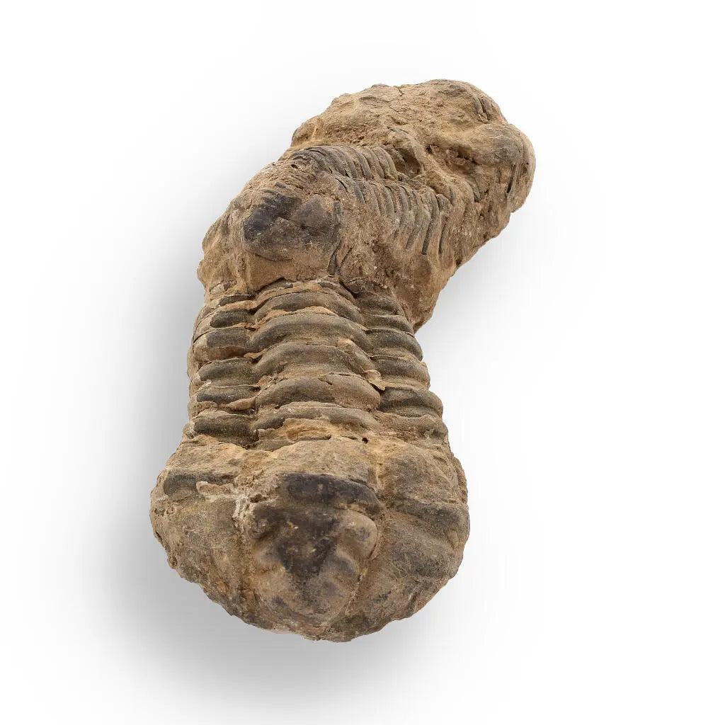 Buy your Calymene Trilobite Fossil – Fossilized Wonders from the Devonian online now or in store at Forever Gems in Franschhoek, South Africa