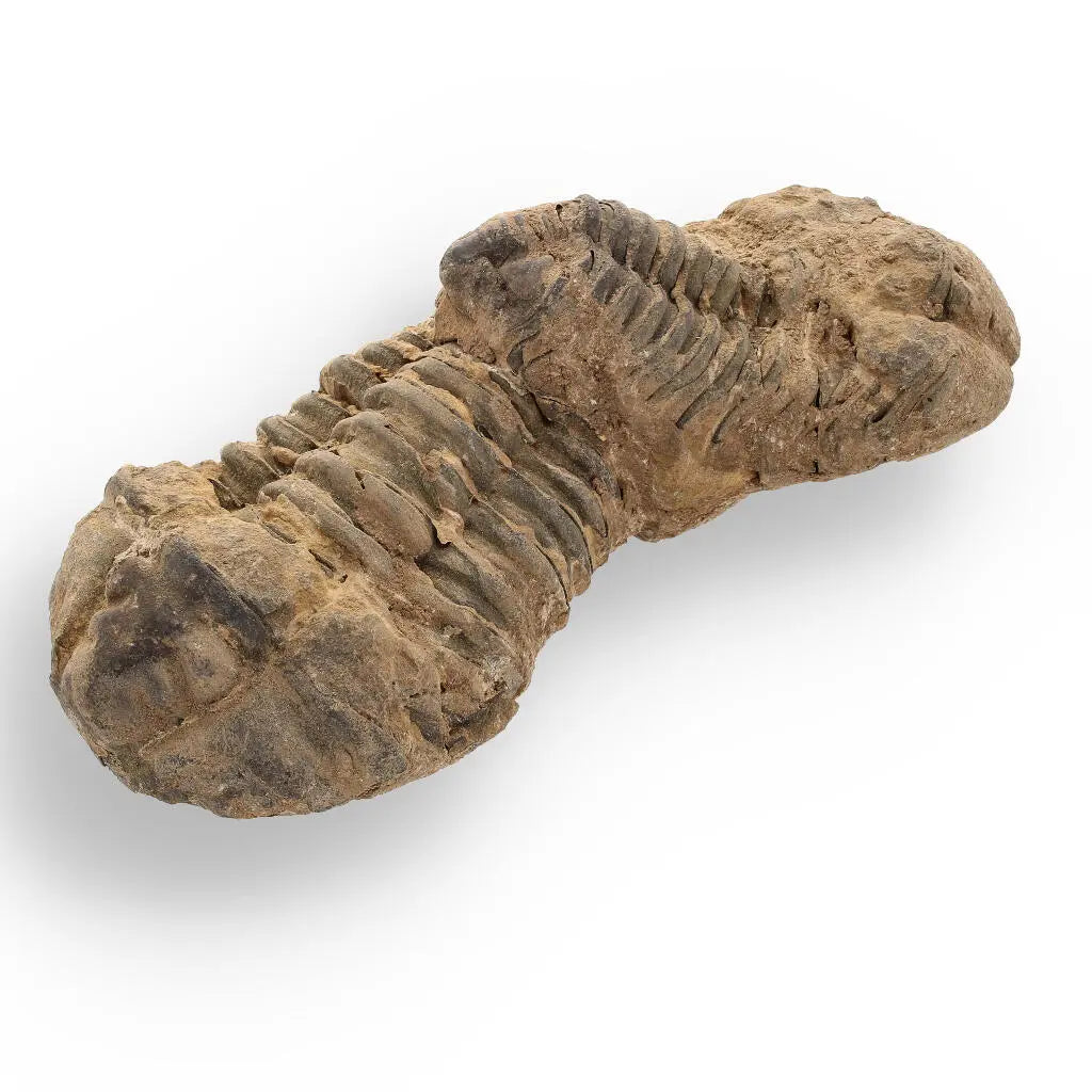Buy your Calymene Trilobite Fossil – Fossilized Wonders from the Devonian online now or in store at Forever Gems in Franschhoek, South Africa