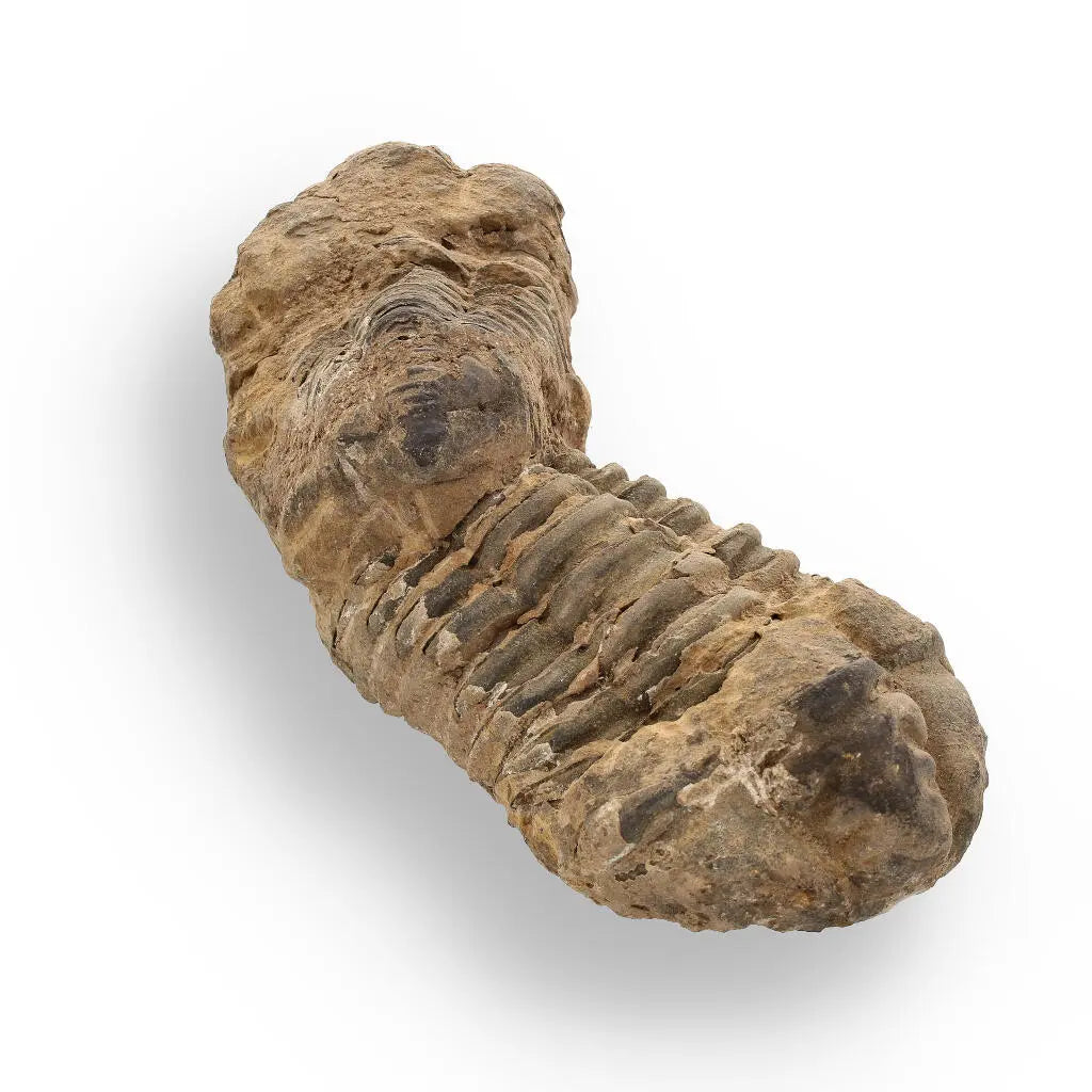Buy your Calymene Trilobite Fossil – Fossilized Wonders from the Devonian online now or in store at Forever Gems in Franschhoek, South Africa