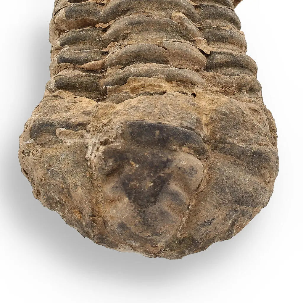 Buy your Calymene Trilobite Fossil – Fossilized Wonders from the Devonian online now or in store at Forever Gems in Franschhoek, South Africa