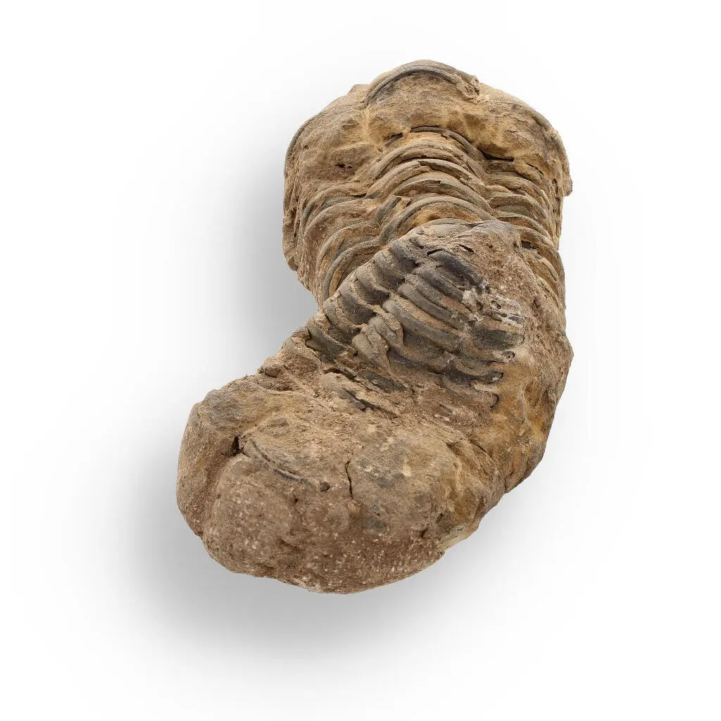 Buy your Calymene Trilobite Fossil – Fossilized Wonders from the Devonian online now or in store at Forever Gems in Franschhoek, South Africa