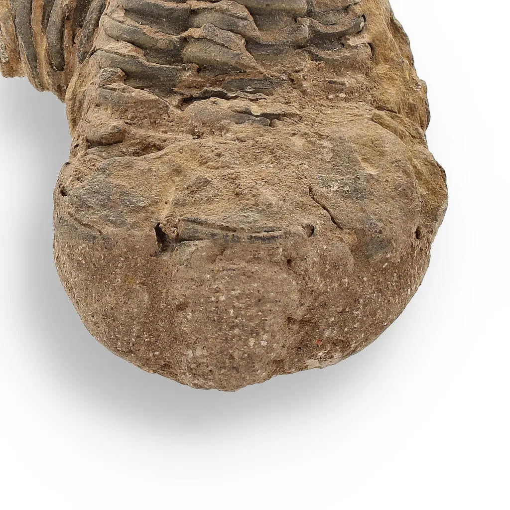 Buy your Calymene Trilobite Fossil – Fossilized Wonders from the Devonian online now or in store at Forever Gems in Franschhoek, South Africa