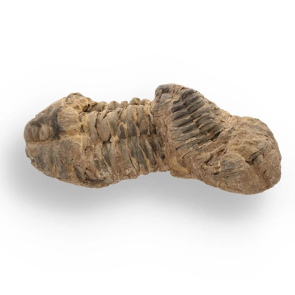 Buy your Calymene Trilobite Fossil – Fossilized Wonders from the Devonian online now or in store at Forever Gems in Franschhoek, South Africa