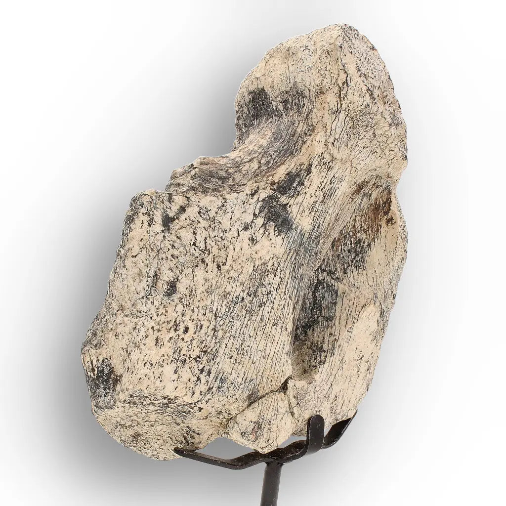 Get your Megacerops Titanothere Fossil Bone – South Dakota Find online now or in store at Forever Gems in Franschhoek, South Africa