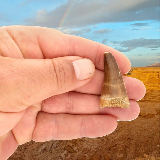 Get your Authentic Moroccan Mosasaur Fossil Tooth online now or in store at Forever Gems in Franschhoek, South Africa