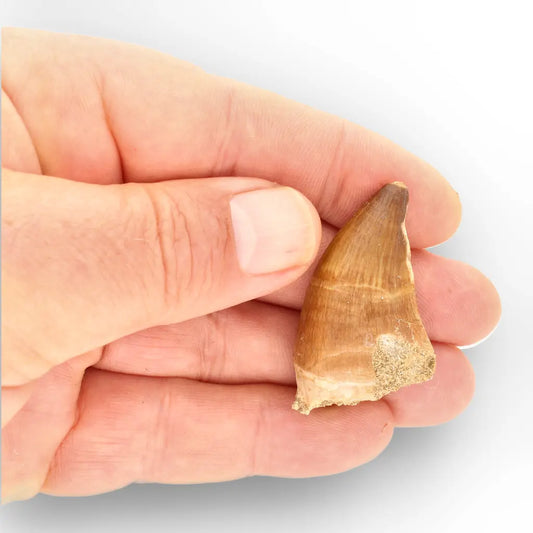 Authentic Prognathodon Mosasaur Tooth Fossil from Morocco