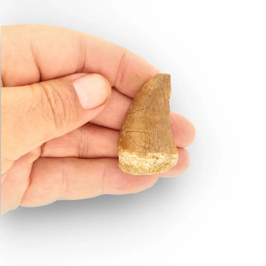 Get your Genuine Mosasaur Tooth Fossil – Prognathodon from Morocco (Repaired) online now or in store at Forever Gems in Franschhoek, South Africa
