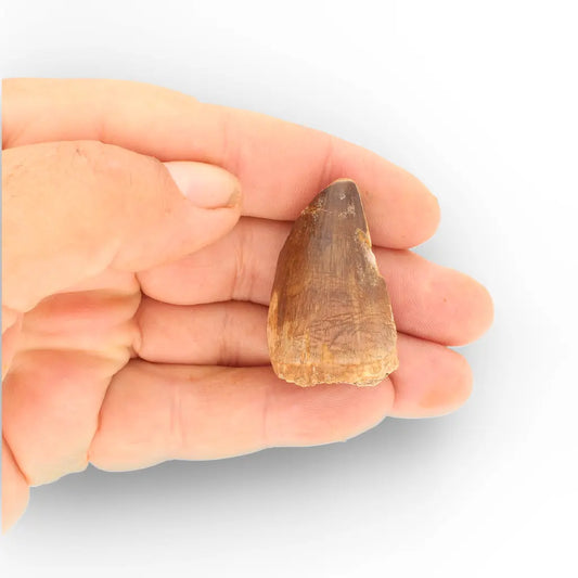 Get your Prognathodon Mosasaur Tooth on Matrix – Morocco Fossil (Repaired) online now or in store at Forever Gems in Franschhoek, South Africa