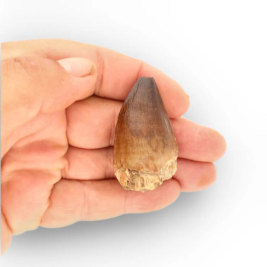 Get your Moroccan Mosasaur Tooth Fossil – Indeterminate Prognathodon (Repaired) online now or in store at Forever Gems in Franschhoek, South Africa