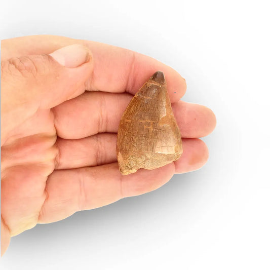 Get your Authentic Repaired Mosasaur Tooth – Prognathodon Fossil from Morocco online now or in store at Forever Gems in Franschhoek, South Africa