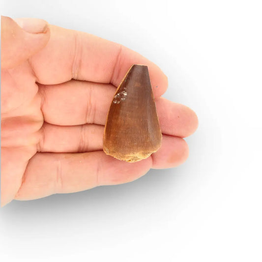 Get your Display Mosasaur Tooth Fossil – Prognathodon Morocco (Repaired) online now or in store at Forever Gems in Franschhoek, South Africa