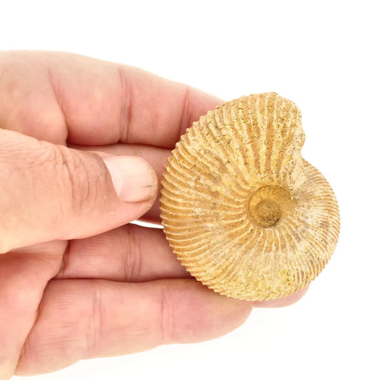 Get your Authentic White Spine Ammonite Fossil – Madagascar Cleoniceras online now or in store at Forever Gems in Franschhoek, South Africa