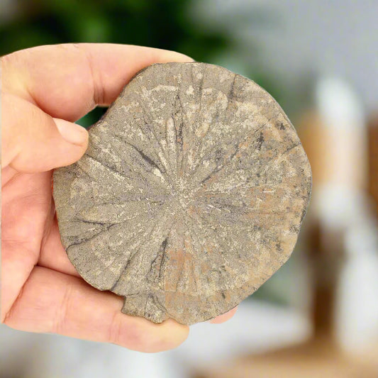 Get your Pyrite Sun: Fascinating Illinois Find with Natural Beauty online now or in store at Forever Gems in Franschhoek, South Africa