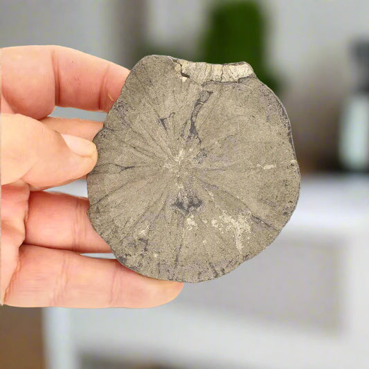 Get your Pyrite Sun: Rare Illinois Mineral with Golden Brilliance online now or in store at Forever Gems in Franschhoek, South Africa