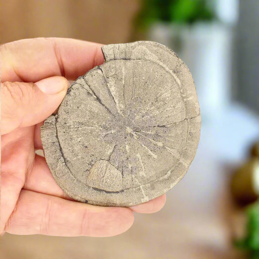 Get your Pyrite Sun: Unique Crystal Formation from Illinois online now or in store at Forever Gems in Franschhoek, South Africa