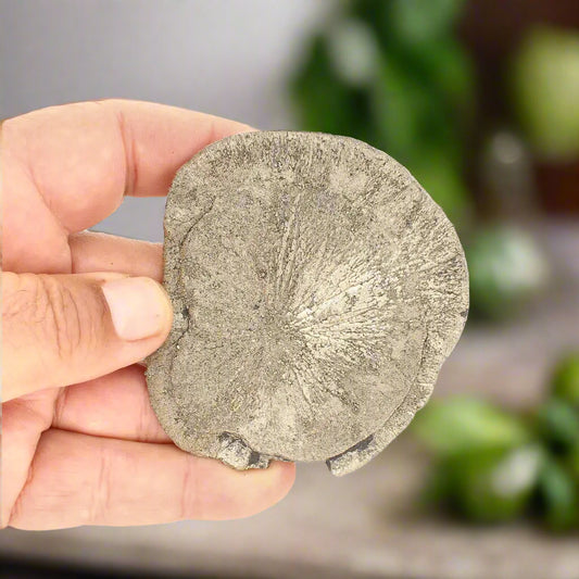 Get your Pyrite Sun: Stunning Illinois Specimen with Radiant Luster online now or in store at Forever Gems in Franschhoek, South Africa