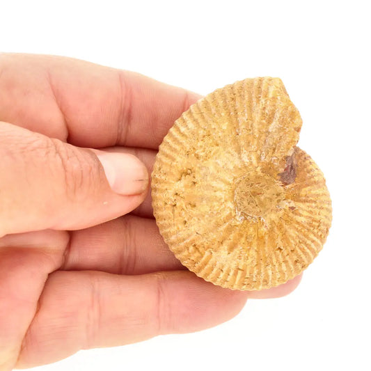 Get your White Spined Ammonite online now or in store at Forever Gems in Franschhoek, South Africa