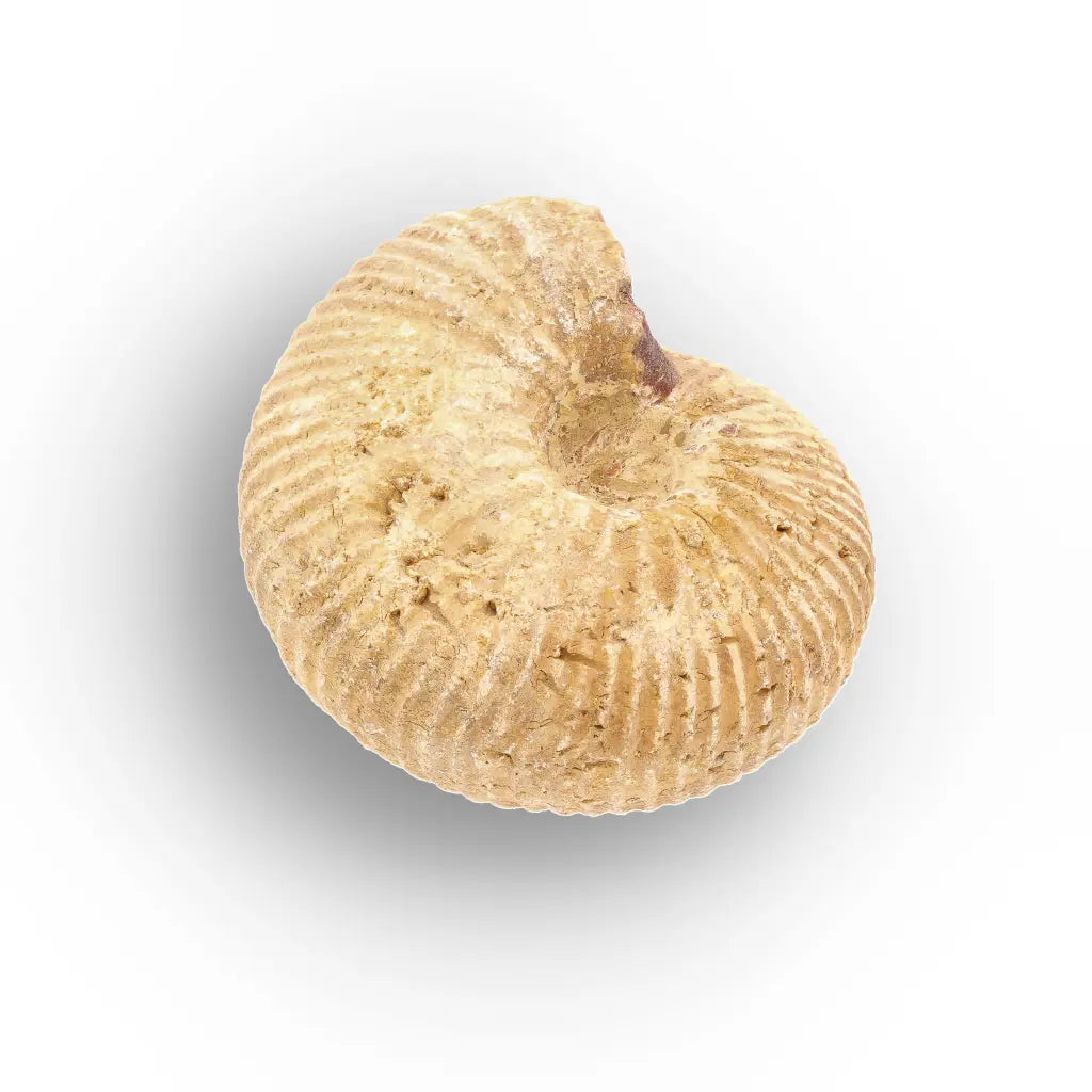 Get your White Spined Ammonite online now or in store at Forever Gems in Franschhoek, South Africa