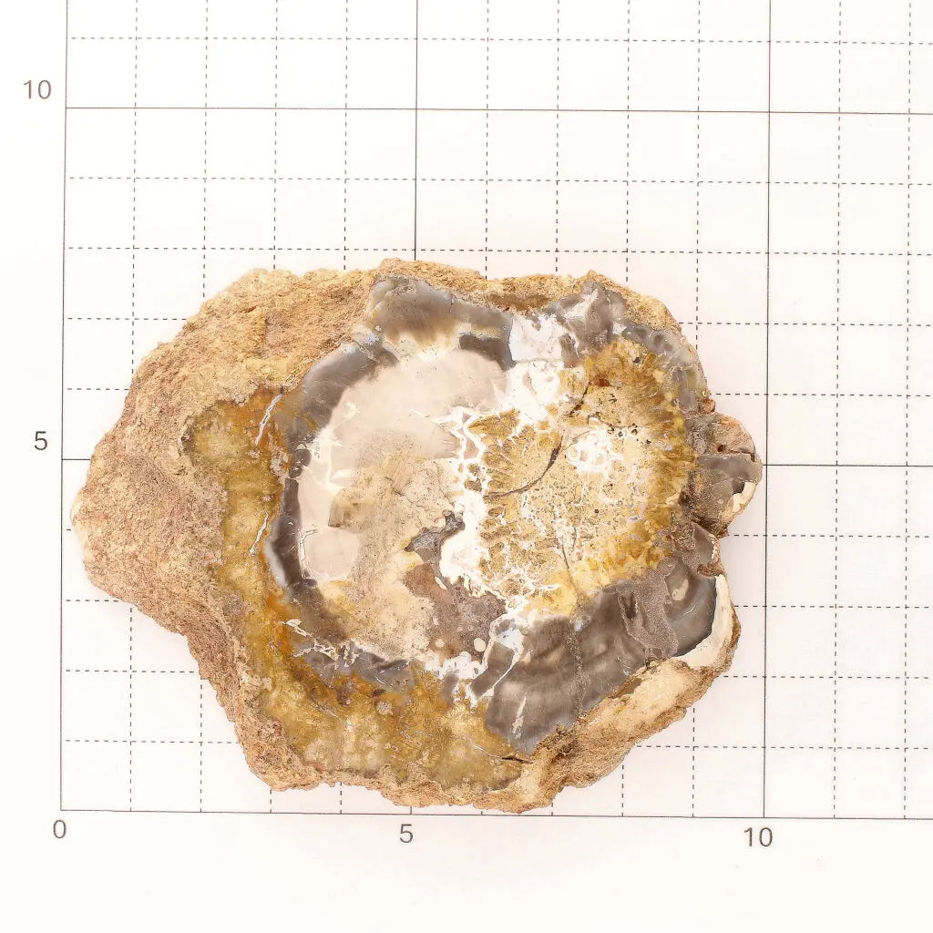 Get your Polished Petrified Wood Slice from Mahajanga, Madagascar online now or in store at Forever Gems in Franschhoek, South Africa