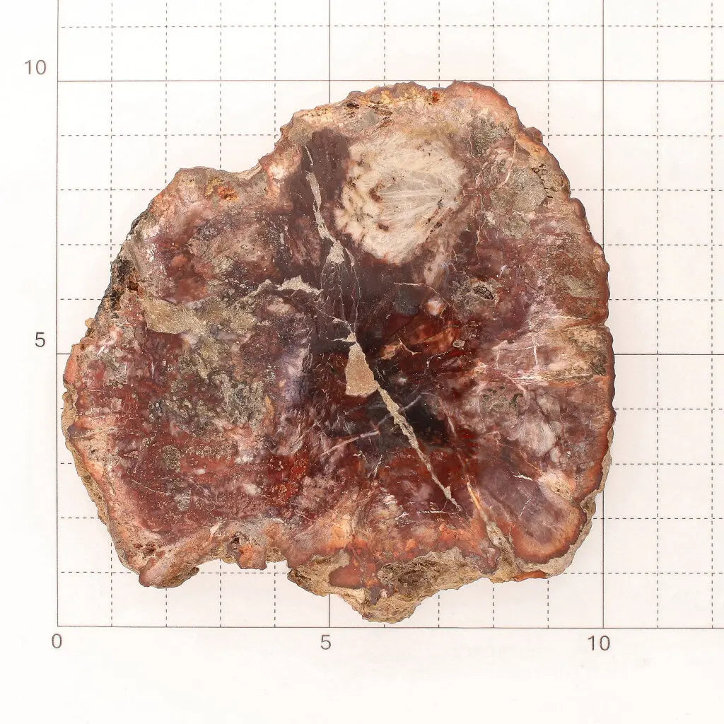 Get your Stunning Polished Petrified Wood from Mahajanga, Madagascar online now or in store at Forever Gems in Franschhoek, South Africa