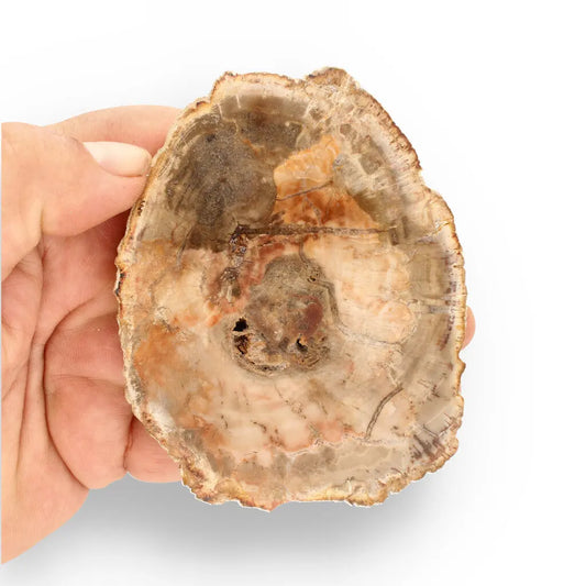 Get your Madagascar Polished Petrified Wood – Unique Fossil Slice online now or in store at Forever Gems in Franschhoek, South Africa