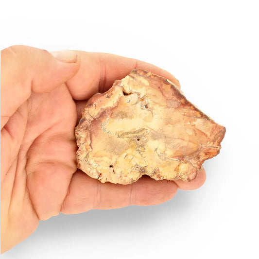 Get your Small Polished Petrified Wood Slice from Mahajanga, Madagascar online now or in store at Forever Gems in Franschhoek, South Africa