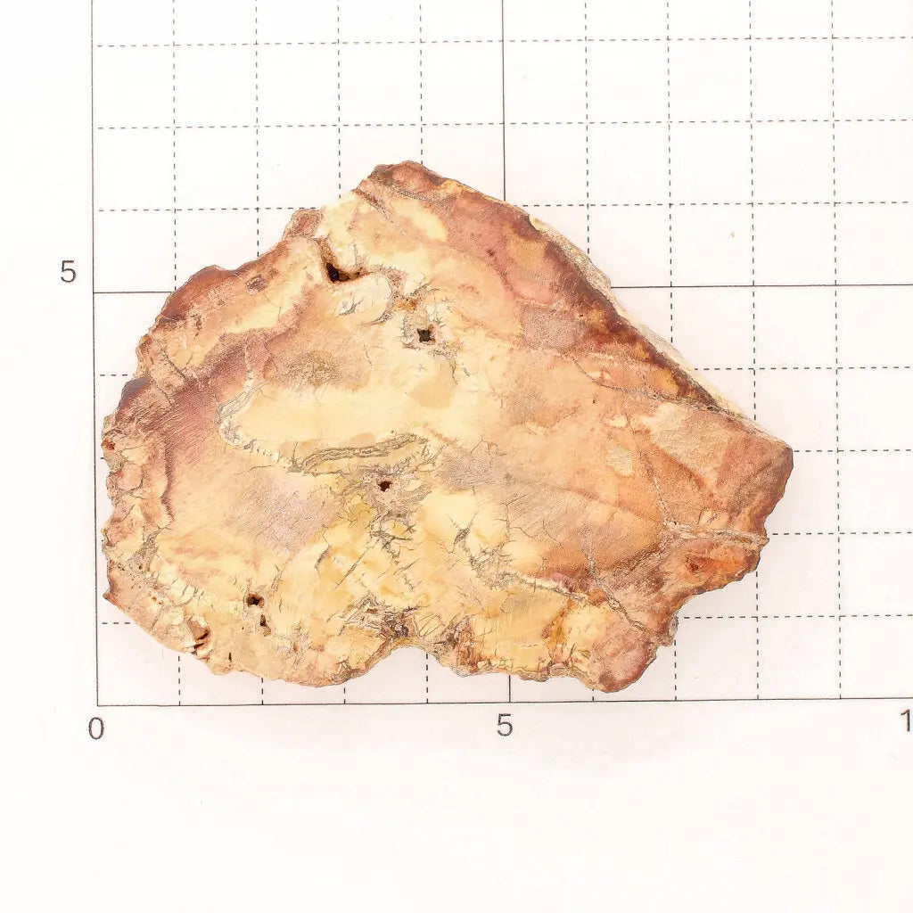 Get your Small Polished Petrified Wood Slice from Mahajanga, Madagascar online now or in store at Forever Gems in Franschhoek, South Africa