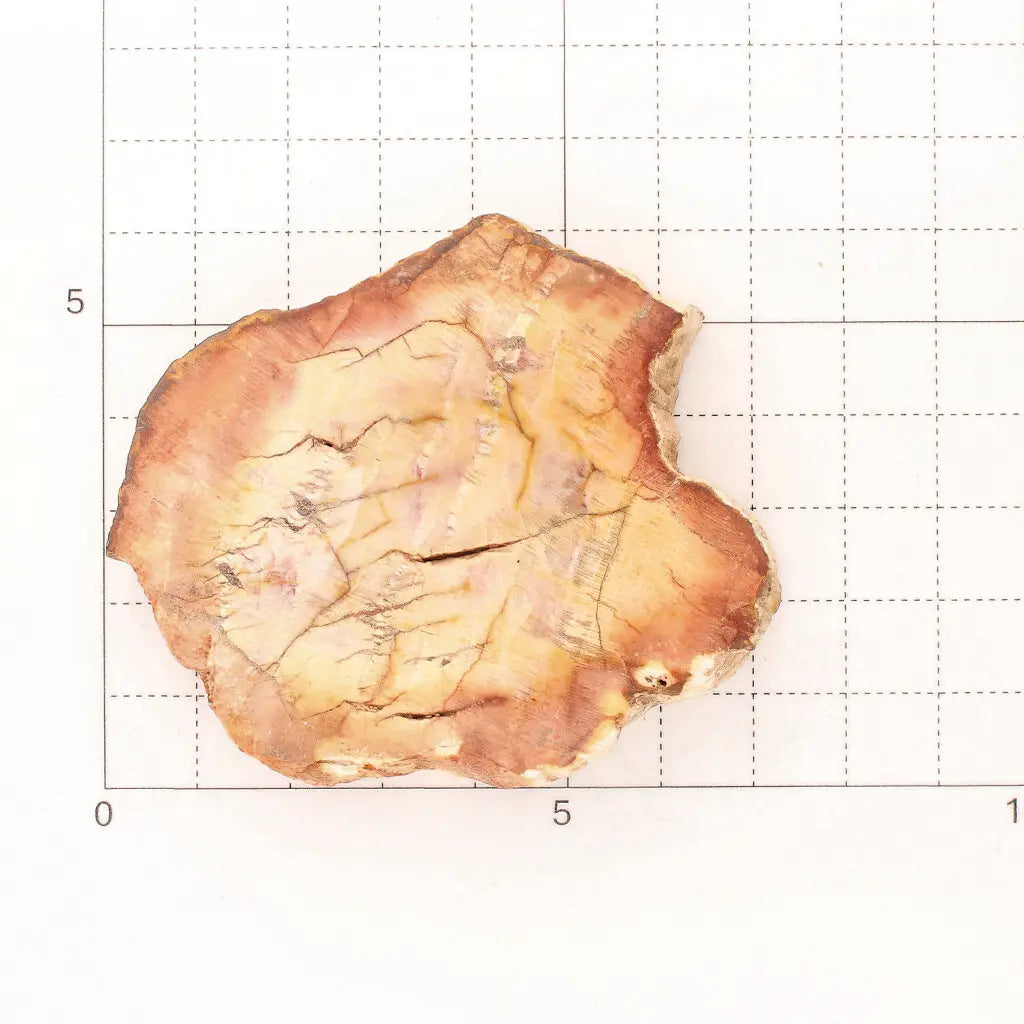 Get your Mahajanga Small Petrified Wood Slice – Polished Fossil Beauty online now or in store at Forever Gems in Franschhoek, South Africa