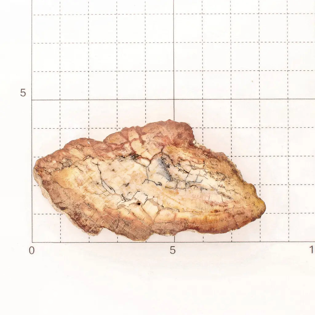 Get your Mini Polished Petrified Wood Slice from Madagascar Fossil Beds online now or in store at Forever Gems in Franschhoek, South Africa