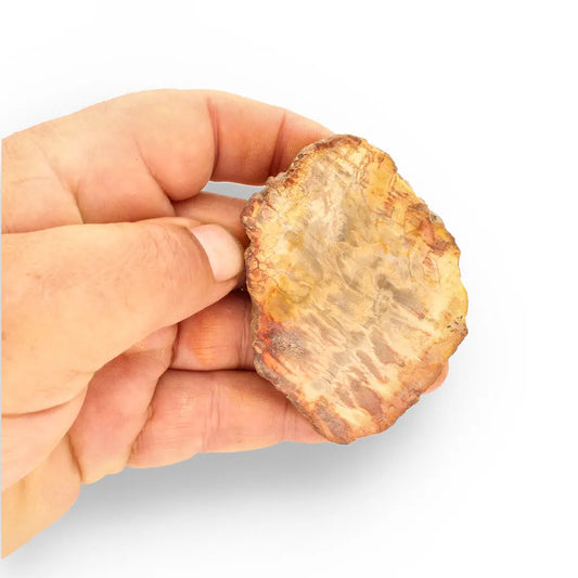 Get your Small Fossilised Wood Slice from Mahajanga – Polished Finish online now or in store at Forever Gems in Franschhoek, South Africa