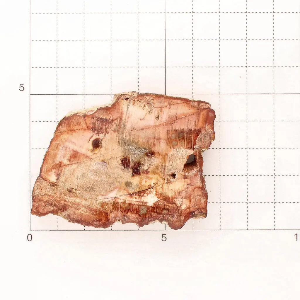 Get your Compact Madagascar Petrified Wood Slice – Polished Display online now or in store at Forever Gems in Franschhoek, South Africa