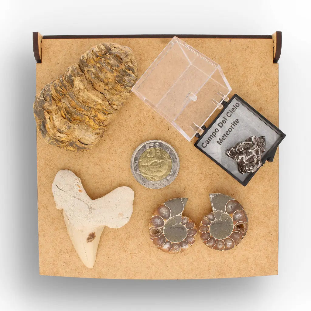 Get your From Ancient Seas to Falling Stars – A Fossil & Meteorite Treasure Chest online now or in store at Forever Gems in Franschhoek, South Africa