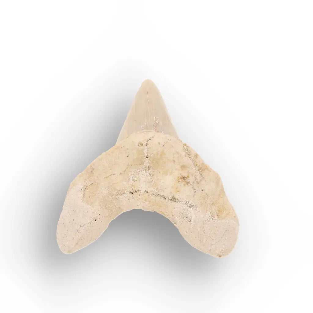 Get your Otodus Obliquus Fossil Shark Tooth, Moroccan Specimen online now or in store at Forever Gems in Franschhoek, South Africa