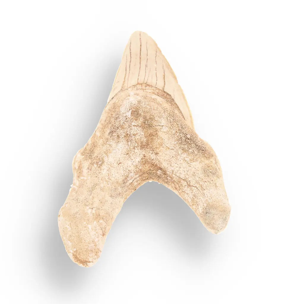 Get your Authentic Otodus Obliquus Shark Tooth Fossil – Morocco online now or in store at Forever Gems in Franschhoek, South Africa