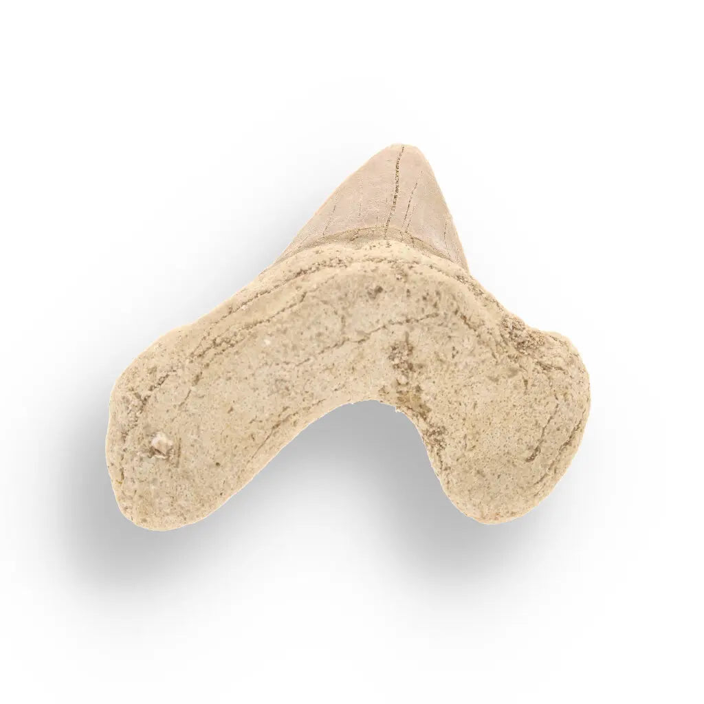 Get your Genuine Otodus Obliquus Shark Tooth Fossil from Morocco online now or in store at Forever Gems in Franschhoek, South Africa