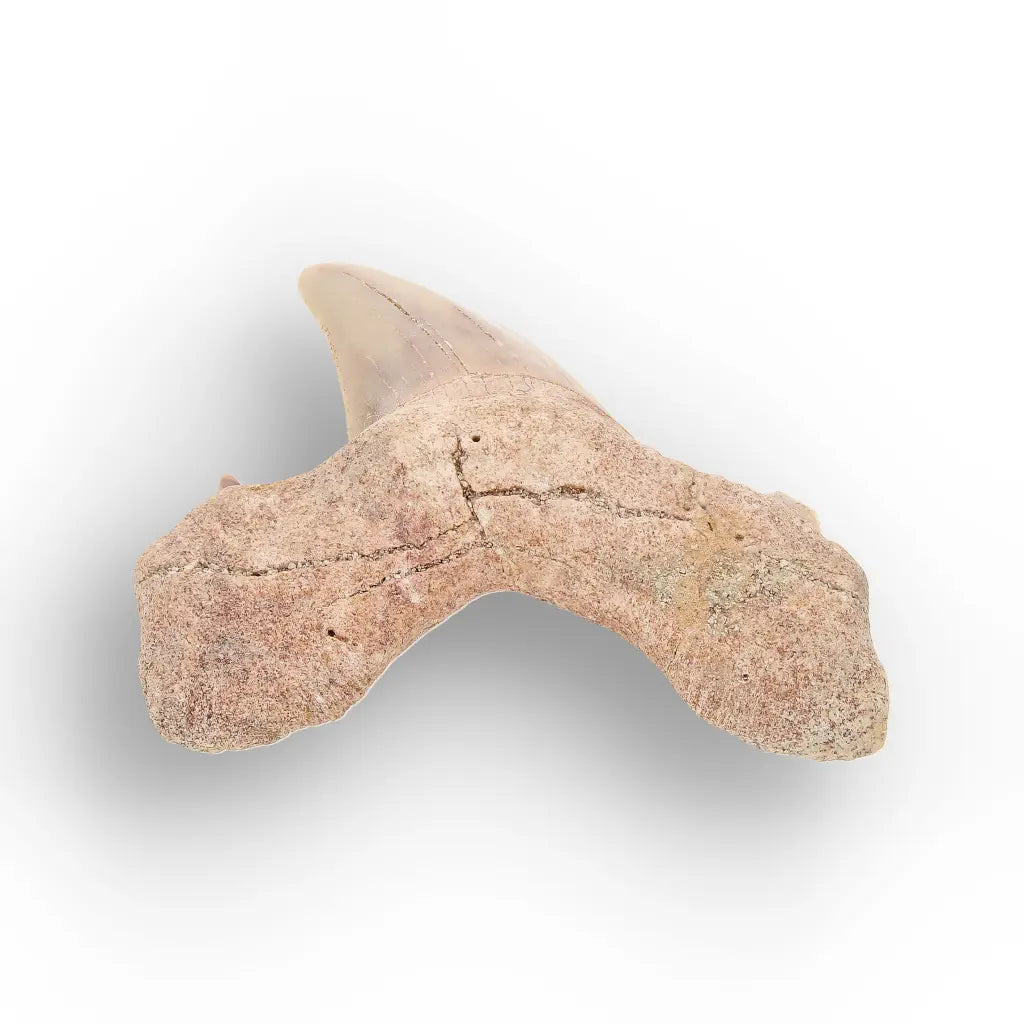 Get your Real Otodus Obliquus Shark Tooth Fossil from Morocco online now or in store at Forever Gems in Franschhoek, South Africa